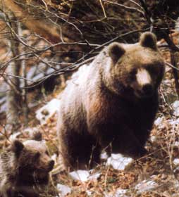 l'orsa e il suo piccolo